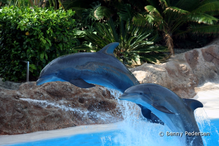 Loro Parque 1.jpg - Loro Parque